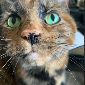 JessycaCaumo's avatar