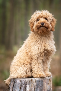 JessicaShaba344's avatar