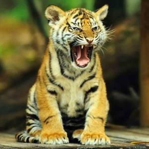 Saumitrajoshi's avatar